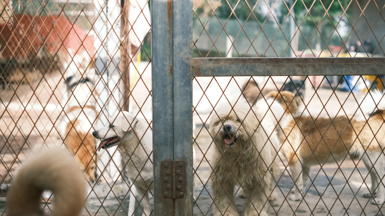 A group of dogs behind a fence in a boarding facility yard.