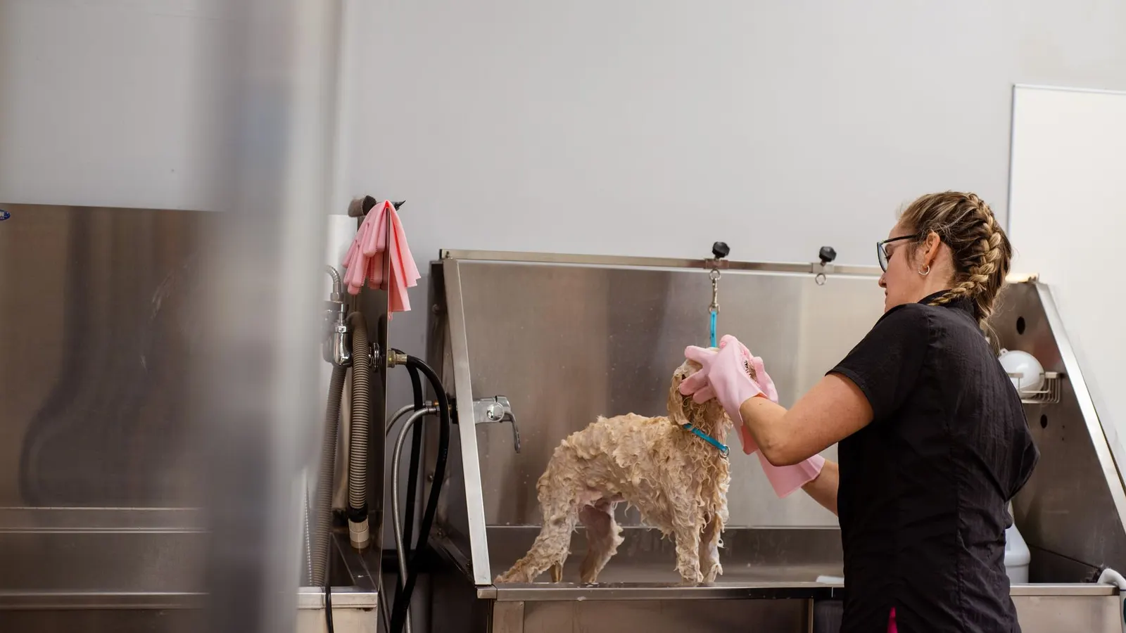 A groomer bathing a small dog in a professional grooming salon.